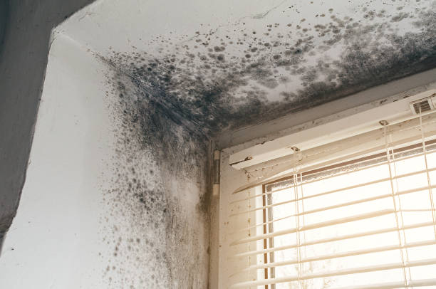 Affordable Mold Cleanup solutions in Monmouth Beach, NJ